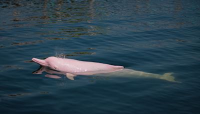 Fact check: Have pink dolphins been seen in North Carolina?