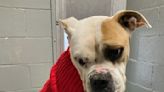 Ledyard police want to find owner of dog euthanized after being found alone