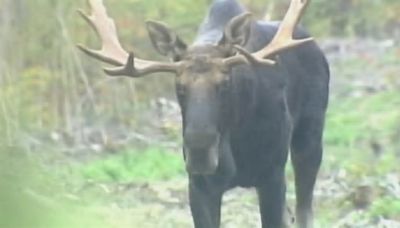 Here's how to apply for Maine's moose permit lottery