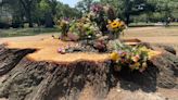 Several trees in DC's Garfield Park to come down after woman killed by falling tree limb