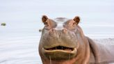 Why Hippo Holdings Stock Stumbled Today