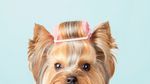 On a Budget? Don’t Let Fido Feel the Pinch. Here’s How You Can Groom Your Dog at Home