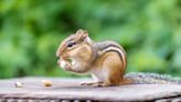 How to Get Rid of Chipmunks in Your Yard