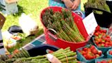All about asparagus: NEPM Asparagus Festival returns to Hadley Town Common