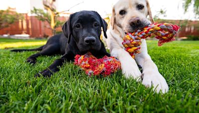 Plantas que deberías quitar de tu jardín si tienes perros