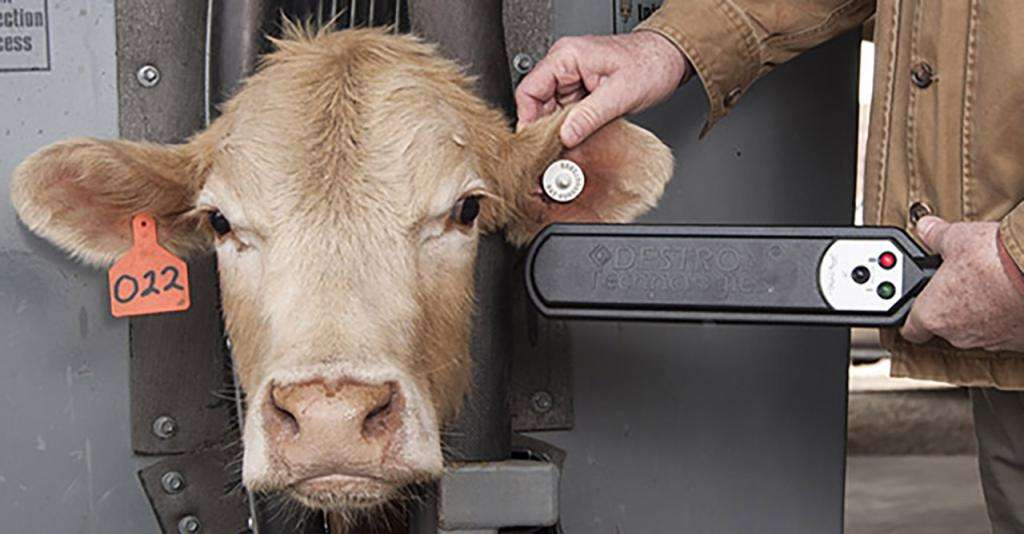 Rounds bill would prevent mandatory electronic tags for cattle and bison