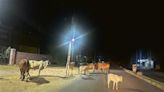 Stray cattle rule Sirsa streets