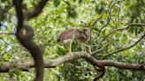 White Point Garden herons, SC student loan cancellations, Trump documents ruling | Letters