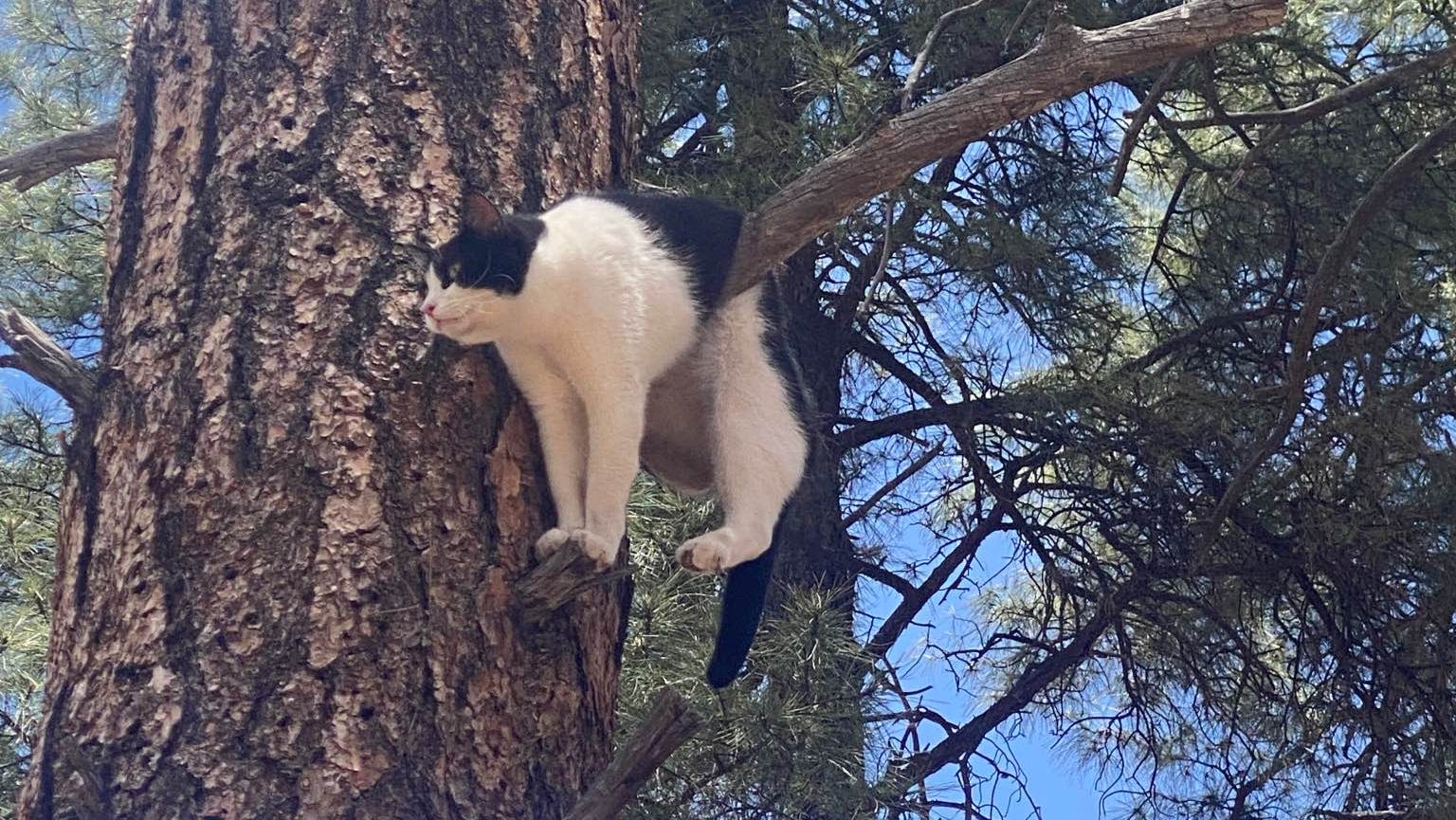 Cat looking for a nice view of the Grand Canyon is rescued from pine tree