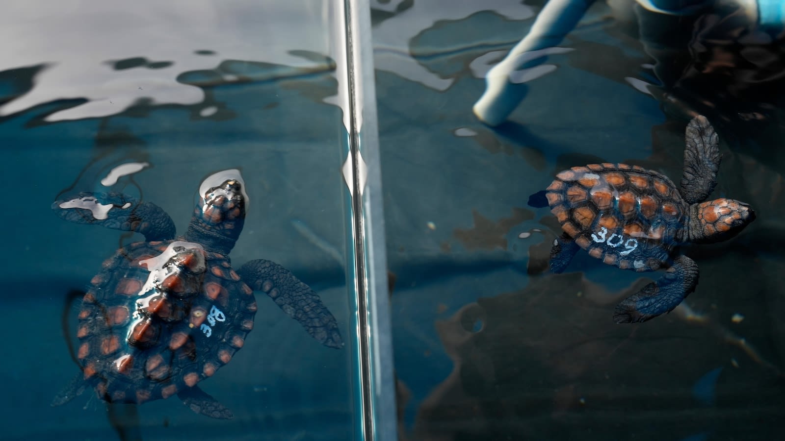 Over 500 baby sea turtles washed ashore in a big storm off South Africa. Here's the rescue effort