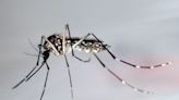 Mehr als fünf Millionen Dengue-Fälle in Brasilien