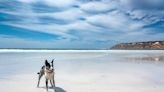 Brave Dog and Baby Shark Become Beachside Besties in Viral Video