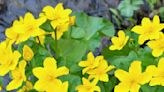 5 Marsh Marigold Lookalikes – And Which Cause The Most Harm