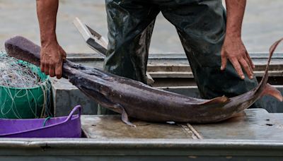 Out of prison, Indiana's caviar king back on Ohio River to find fishing holes taken