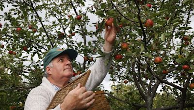 Deachman: Lansdowne Park Orchard deserves an apology