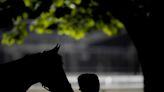 Four horses die in Kentucky before iconic derby