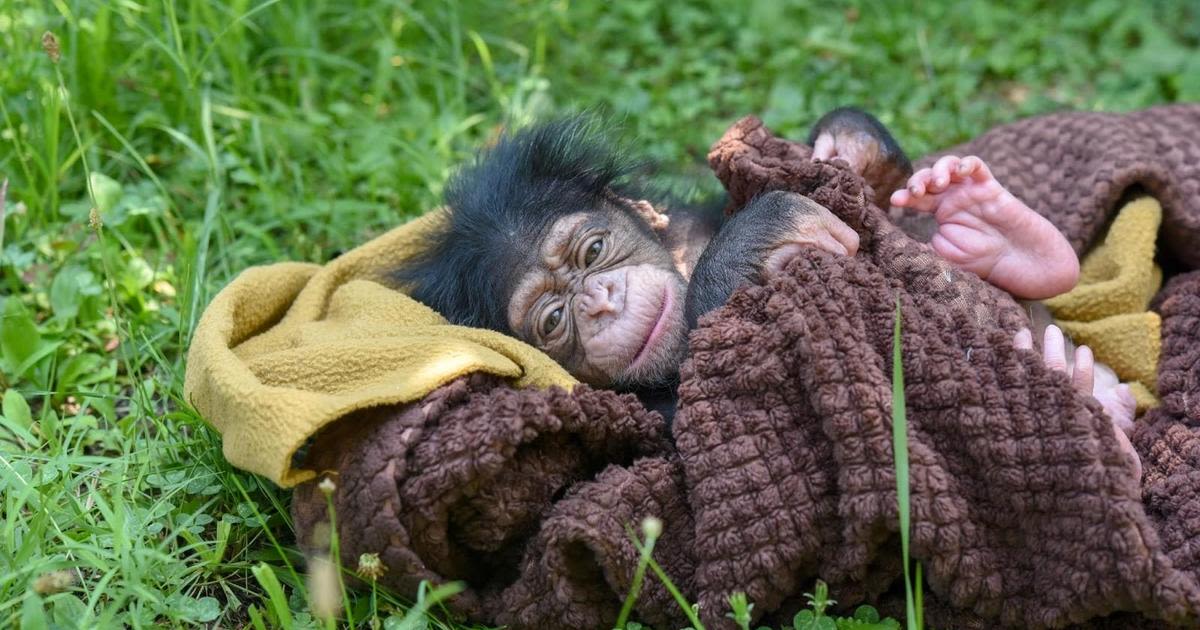 The Maryland Zoo welcomes a new baby chimp named Ivy
