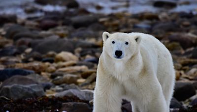 Two polar bears kill worker at remote Canadian radar site in rare attack