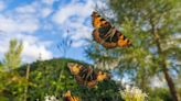 Butterflies: Close-up views in a country garden