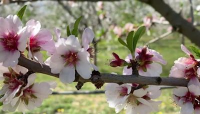 VIDÉO. Les champs d'amandiers en fleurs sonnent l'arrivée du printemps dans l'Aude