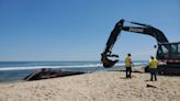 Dead whale caught on bow of MSC Cruises ship, authorities investigating