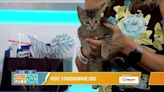 Pawsing For Pets with St. Augustine Humane