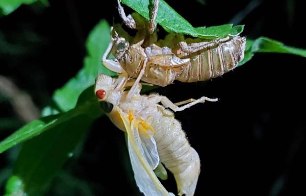 Cicadas 2024: Here's everything you need to know about this historic event