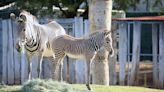 Zoo seeks to ensure animal safety in enclosures