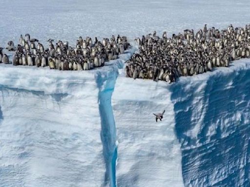 Graban por primera vez a cientos de bebés-pingüino lanzándose al vacío desde 15 metros de altura