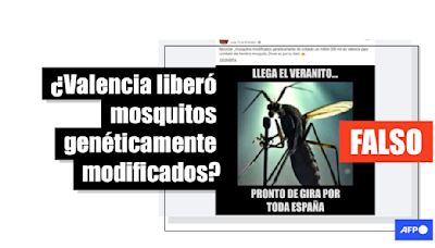 Valencia soltó en junio de 2024 mosquitos esterilizados, no genéticamente modificados