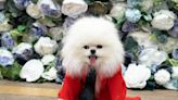 Need More Met Gala? The Upcoming Pet Gala Will Recreate the 2024 Met Gala's Looks for Dogs