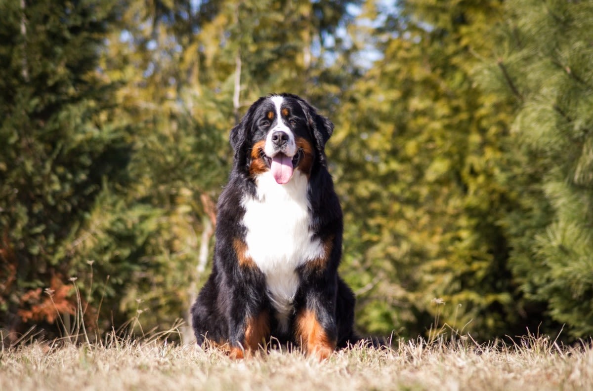Bernese Mountain Dog Embarks on Sublime Horse Hiking Adventure in California