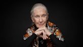 Jane Goodall on Why It’s ‘Desperately Important to Give People Hope’ With Apple TV+ Series ‘Jane’