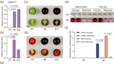 Tomato skin secrets unlocked: a genetic leap for e | Newswise