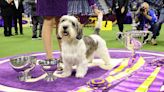 How to Watch the 2024 Westminster Dog Show, Including Where to Stream the Best in Show Round