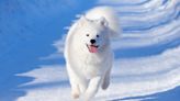 Moment Samoyed realizes he's moving to the mountains: "Happiness"