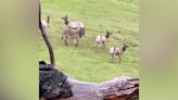 Herd of wild elk adopt donkey in California