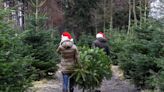 Here's how to make your Christmas tree last longer this holiday season