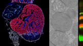 New study reveals the key role of mitochondrial proteins in cardiac regeneration