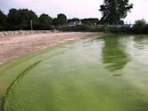 Harmful algal bloom