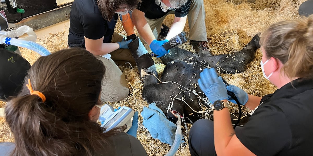 Cincinnati Zoo’s Gladys the gorilla gets world’s first 3D-printed titanium cast