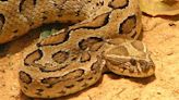 Snake panic in Bangladesh, Russell's viper fears trigger wave of indiscriminate killings