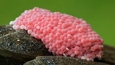 Warnsignal im Garten: Wer rosa Eier findet, muss zügig handeln