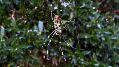 Gigantic Invasive Spiders Set for New York City Debut This Summer