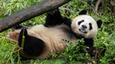 See 1st photos of new pandas at San Diego Zoo