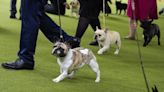 At Westminster dog show, a display of dogs and devotion