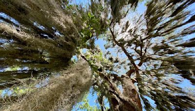 Along Georgia's coast, a call to Biden from the Gullah Geechee: Return part of our ancestral land