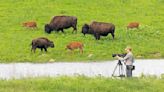 Ken Burns Takes on the Buffalo in Latest Project