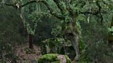 El parque natural de España considerado la última selva de toda Europa