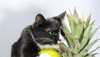 Rescue Kitten Taste Testing Tropical Fruit Is Total Cuteness Overload